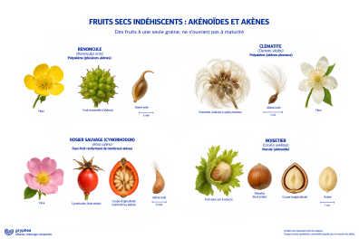 Fruits secs indéhiscents - Akénoïdes et akènes - planche 1